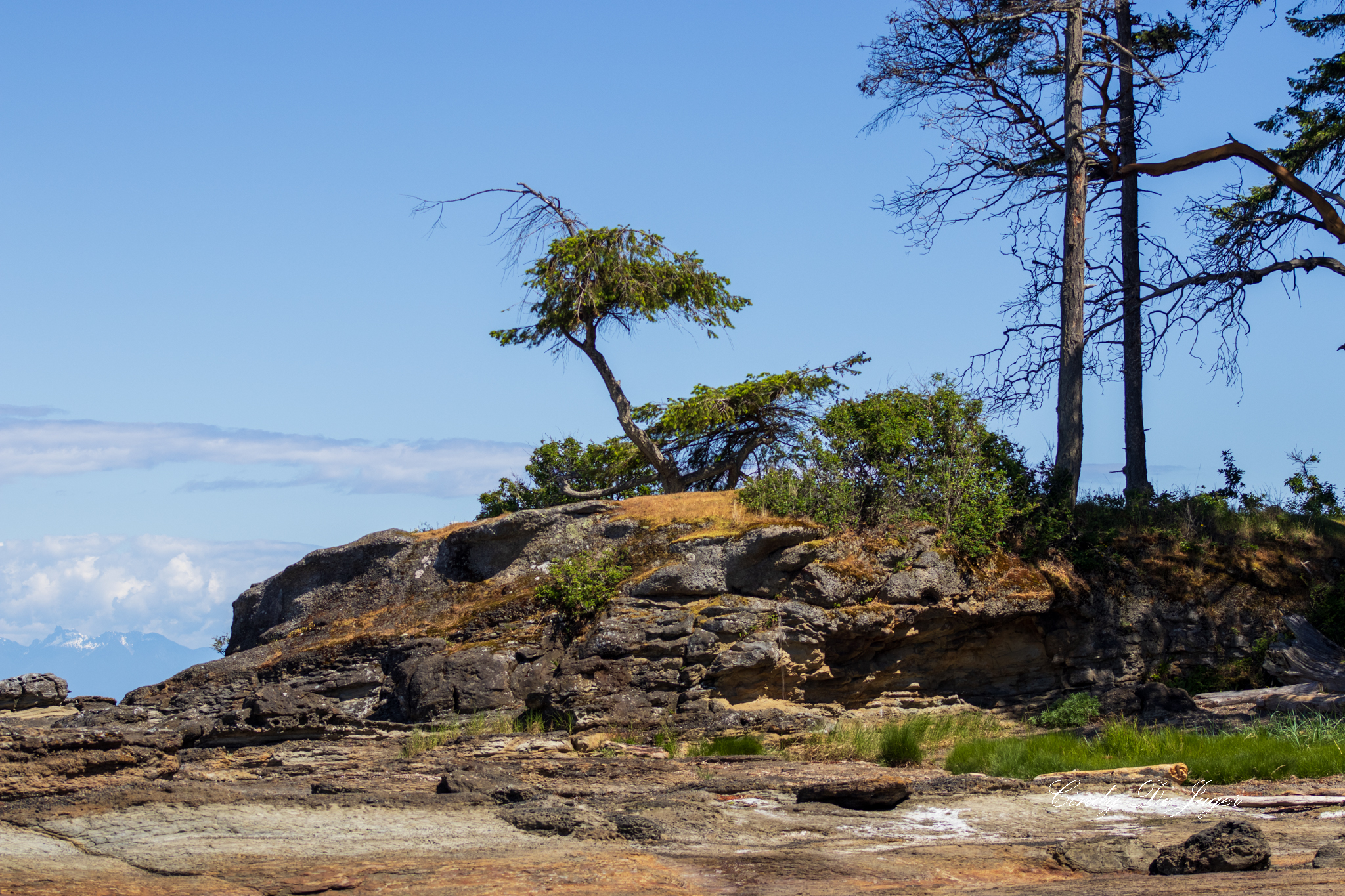 Wind‑leaning trees and layered rock — the coastline holding its shape against sky and sea.