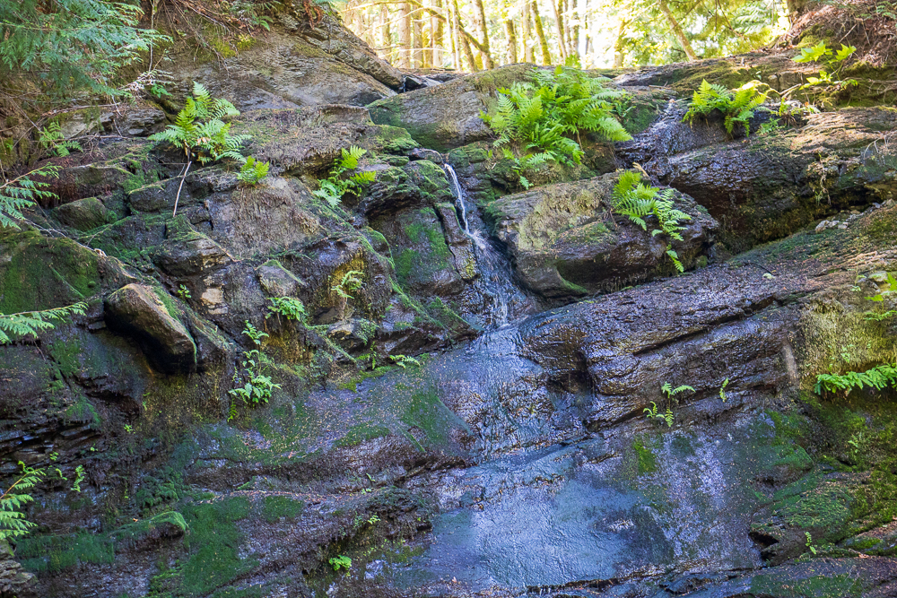 A Walk at Colliery Dam Park – Part 1